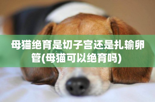 母貓絕育是切子宮還是扎輸卵管(母貓可以絕育嗎) 