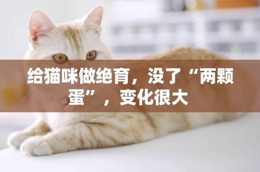 給貓咪做絕育，沒了“兩顆蛋”，變化很大 