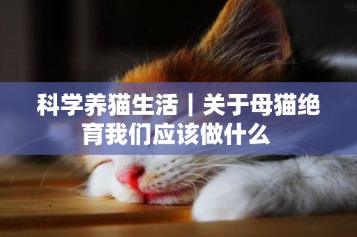 科學養貓生活｜關于母貓絕育我們應該做什么 