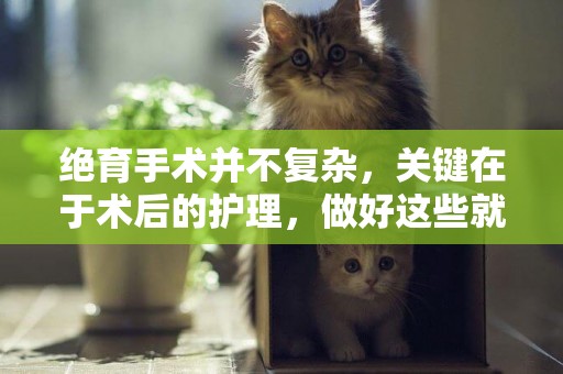 絕育手術并不復雜，關鍵在于術后的護理，做好這些就基本沒問題 