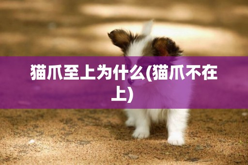貓爪至上為什么(貓爪不在上) 
