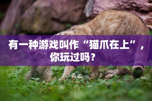 有一種游戲叫作“貓爪在上”，你玩過嗎？ 