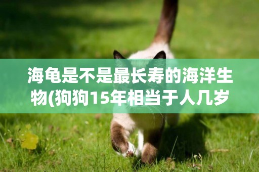 海龜是不是最長壽的海洋生物(狗狗15年相當于人幾歲) 
