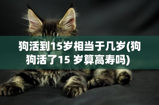 狗活到15歲相當于幾歲(狗狗活了15 歲算高壽嗎) 