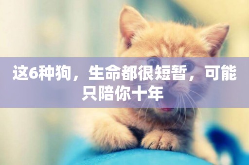 這6種狗，生命都很短暫，可能只陪你十年 
