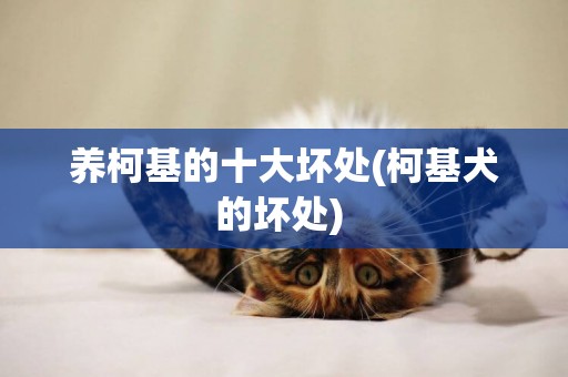養柯基的十大壞處(柯基犬的壞處) 