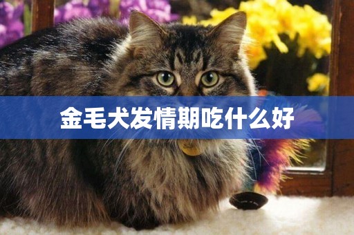 金毛犬發情期吃什么好