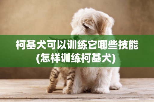 柯基犬可以訓練它哪些技能(怎樣訓練柯基犬) 