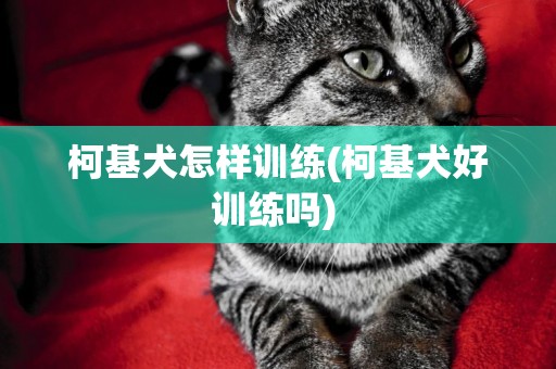 柯基犬怎樣訓練(柯基犬好訓練嗎) 