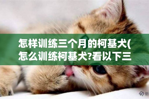 怎樣訓練三個月的柯基犬(怎么訓練柯基犬?看以下三個大點的圖片) 