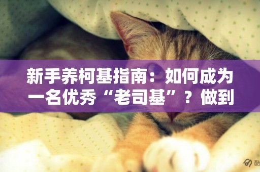新手養柯基指南：如何成為一名優秀“老司基”？做到這6件事就行 