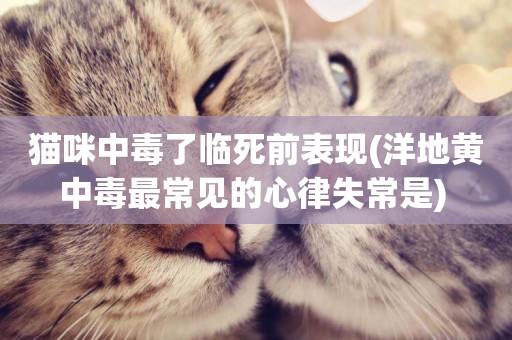 貓咪中毒了臨死前表現(洋地黃中毒最常見的心律失常是) 