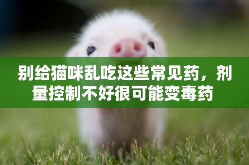 別給貓咪亂吃這些常見藥，劑量控制不好很可能變毒藥 