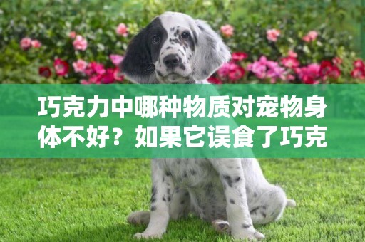 巧克力中哪種物質對寵物身體不好？如果它誤食了巧克力，怎么辦好 