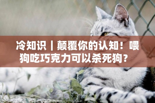 冷知識｜顛覆你的認知！喂狗吃巧克力可以殺死狗？ 