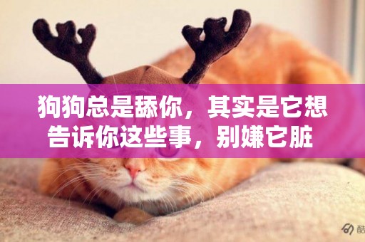 狗狗總是舔你，其實是它想告訴你這些事，別嫌它臟 