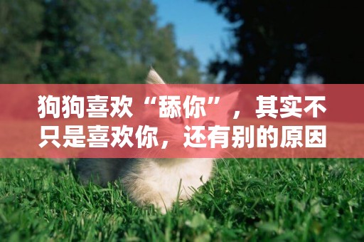 狗狗喜歡“舔你”，其實不只是喜歡你，還有別的原因 