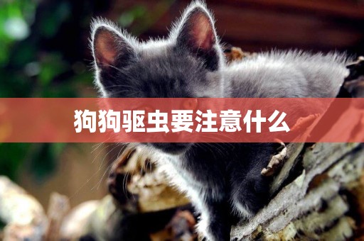 狗狗驅蟲要注意什么