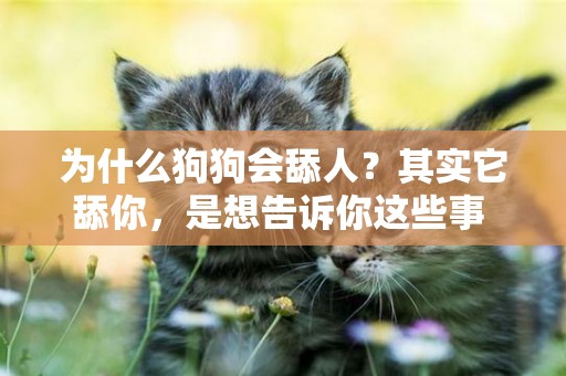 為什么狗狗會舔人？其實它舔你，是想告訴你這些事 