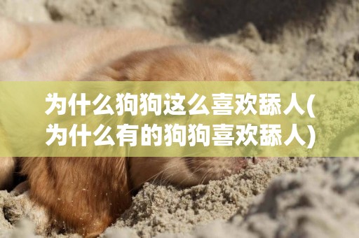 為什么狗狗這么喜歡舔人(為什么有的狗狗喜歡舔人) 