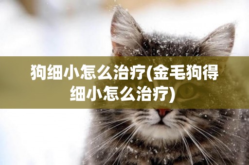 狗細小怎么治療(金毛狗得細小怎么治療) 