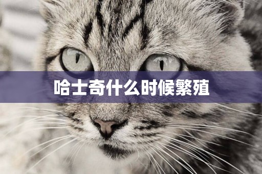 哈士奇什么時候繁殖