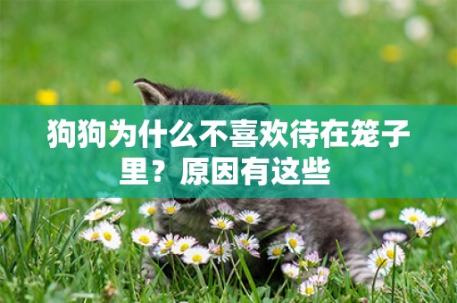 狗狗為什么不喜歡待在籠子里？原因有這些 