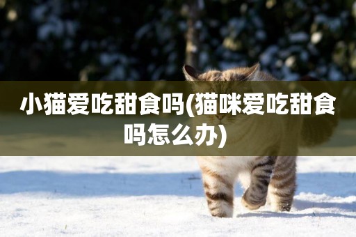 小貓愛吃甜食嗎(貓咪愛吃甜食嗎怎么辦) 
