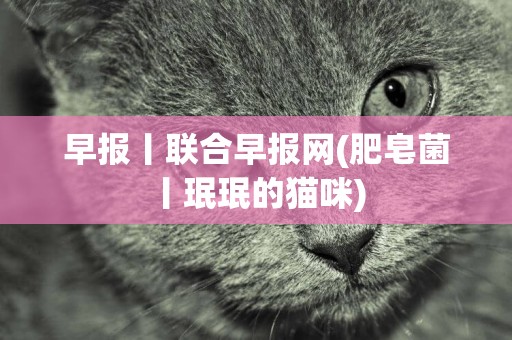 早報丨聯合早報網(肥皂菌丨珉珉的貓咪) 