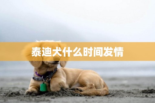 泰迪犬什么時間發情