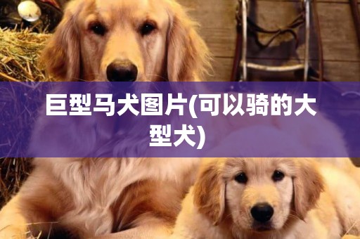 巨型馬犬圖片(可以騎的大型犬) 
