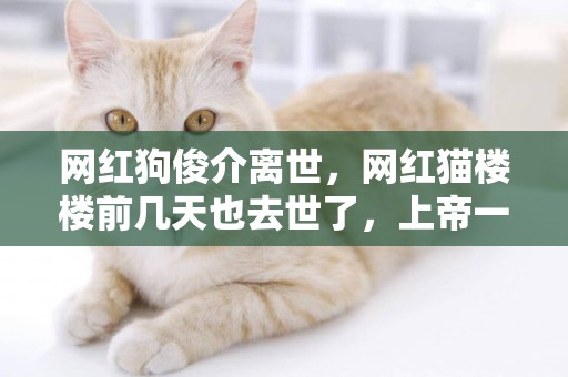 網紅狗俊介離世，網紅貓樓樓前幾天也去世了，上帝一定想小可愛了 