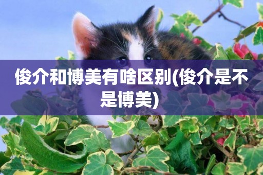 俊介和博美有啥區別(俊介是不是博美) 