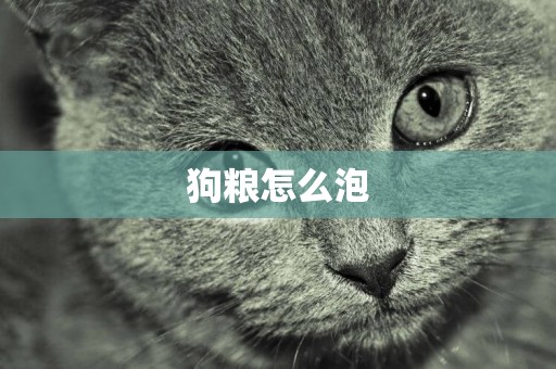 狗糧怎么泡