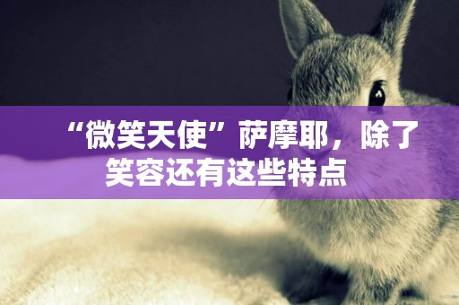“微笑天使”薩摩耶，除了笑容還有這些特點 