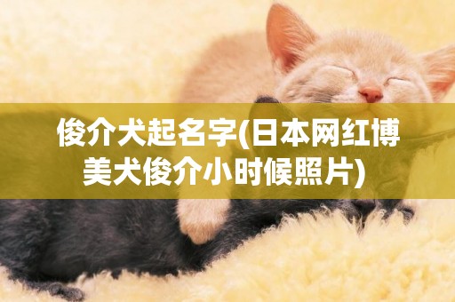 俊介犬起名字(日本網紅博美犬俊介小時候照片) 