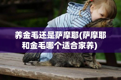 養金毛還是薩摩耶(薩摩耶和金毛哪個適合家養) 