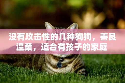 沒有攻擊性的幾種狗狗，善良溫柔，適合有孩子的家庭 