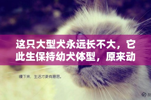 這只大型犬永遠長不大，它此生保持幼犬體型，原來動物也有侏儒癥 
