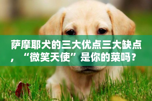 薩摩耶犬的三大優點三大缺點，“微笑天使”是你的菜嗎？ 