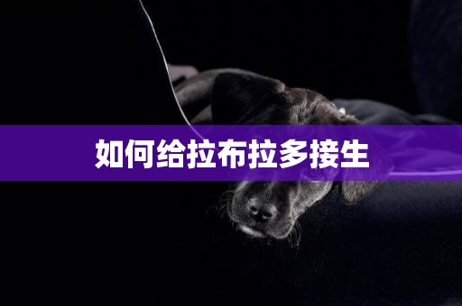 如何給拉布拉多接生