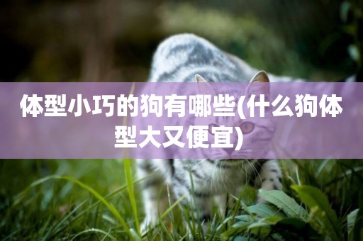 體型小巧的狗有哪些(什么狗體型大又便宜) 