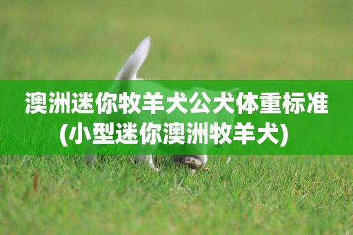 澳洲迷你牧羊犬公犬體重標準(小型迷你澳洲牧羊犬) 