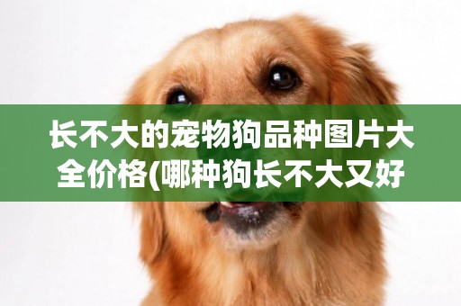 長不大的寵物狗品種圖片大全價格(哪種狗長不大又好養) 