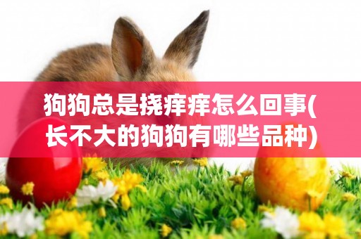 狗狗總是撓癢癢怎么回事(長不大的狗狗有哪些品種) 