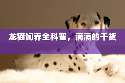 龍貓飼養全科普，滿滿的干貨 