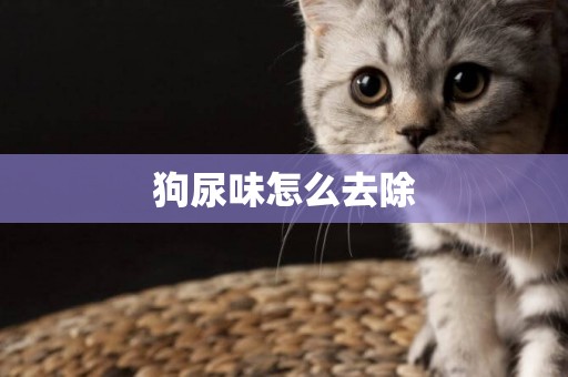 狗尿味怎么去除