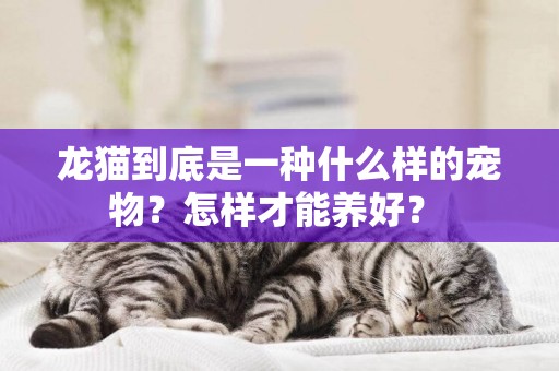 龍貓到底是一種什么樣的寵物？怎樣才能養好？ 