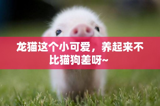 龍貓這個小可愛，養起來不比貓狗差呀~ 
