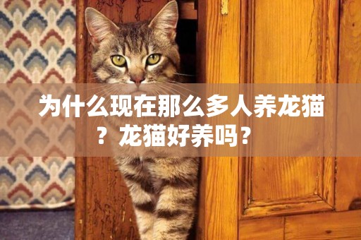 為什么現在那么多人養龍貓？龍貓好養嗎？ 